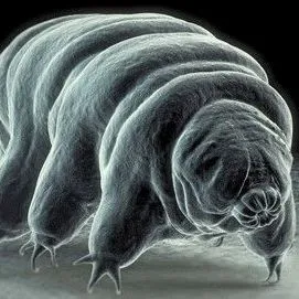 thumbnail for publication: Tardigrades, Water Bears, Moss Piglets Tardigrada (Spallanzani 1777)